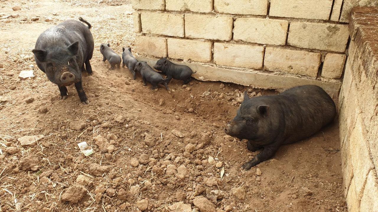 Agriturismo Duca Di San Martino Villa Partanna Dış mekan fotoğraf